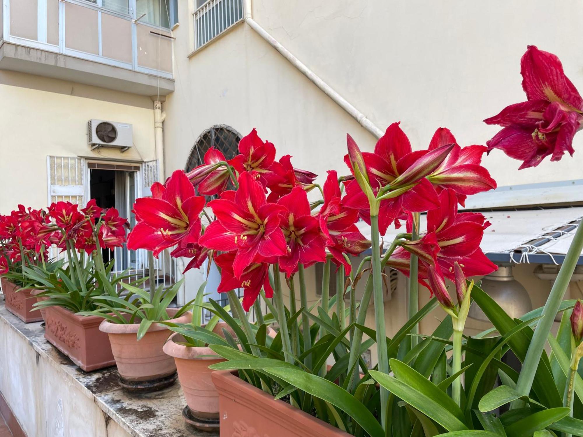 Il Giglio Rosso Daire Napoli Dış mekan fotoğraf
